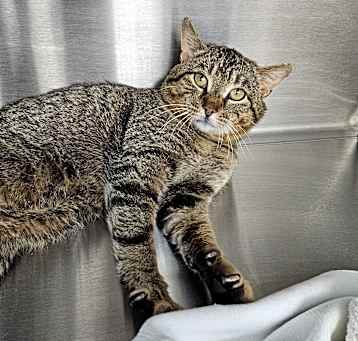 Photo of Meowster