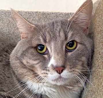 Photo of Frito
