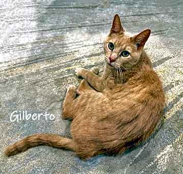 Photo of Gilberto