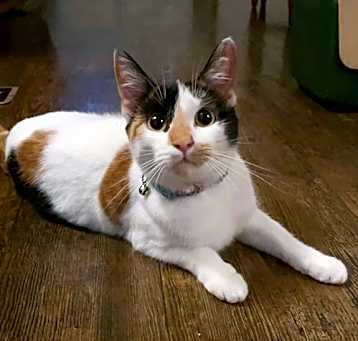 Photo of Izzy