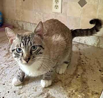 Photo of Knight