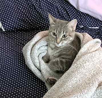 Photo of Munchkin