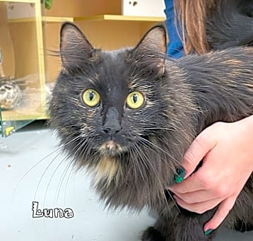 Photo of Luna -darker torti -bonded to Sushi @PAWZ pet cafe
