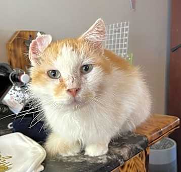 Photo of Jaffe