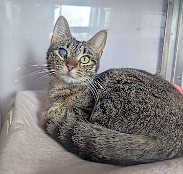 Photo of Nimbus