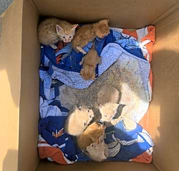 Photo of Kittens