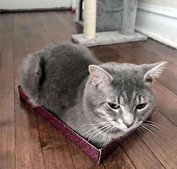 Photo of Milo