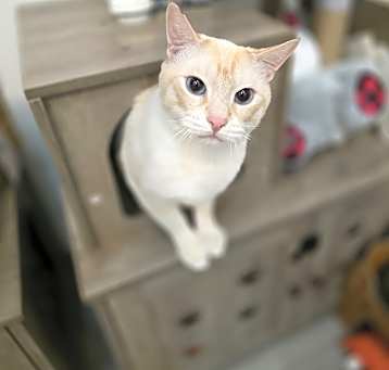 Photo of Ryu