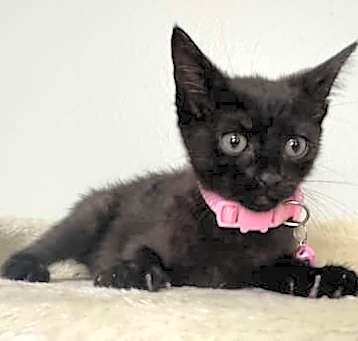 Photo of Luna