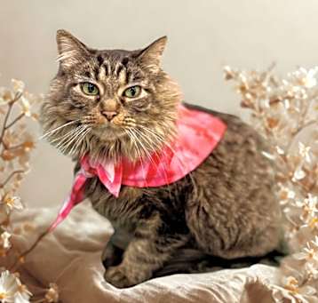 Photo of Annabelle