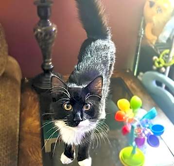 Photo of Miss Moo