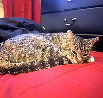 Photo of Biscuit