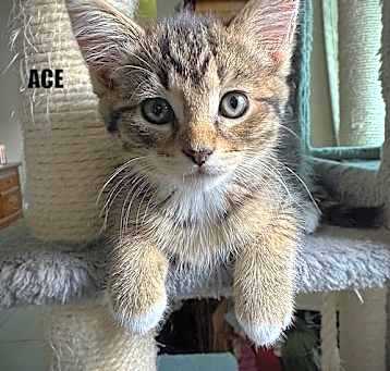 Photo of Ace