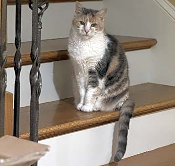 Photo of Callie