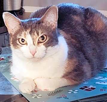 Photo of Candy