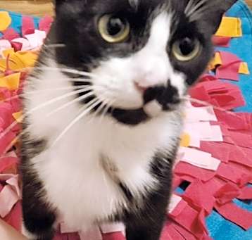 Photo of Catti-B