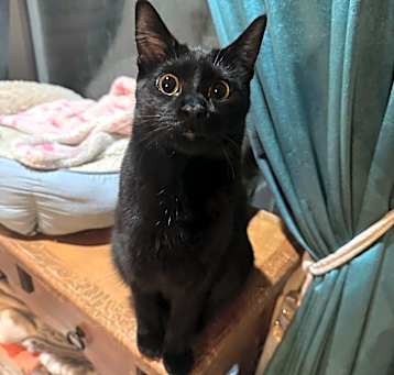 Photo of Scout