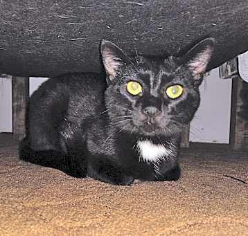 Photo of Merlin
