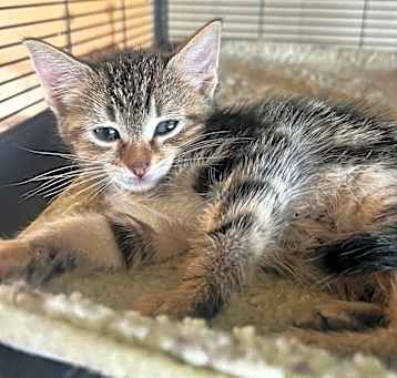 Photo of Quiche