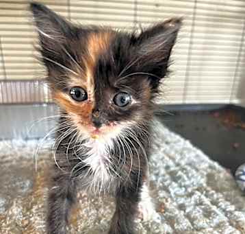 Photo of Muffin