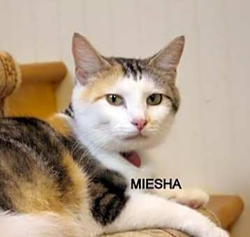 Photo of MEISHA
