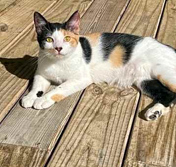 Photo of Luna