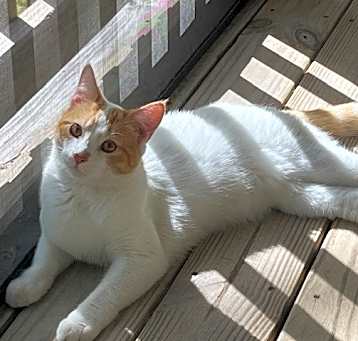 Photo of Jynx