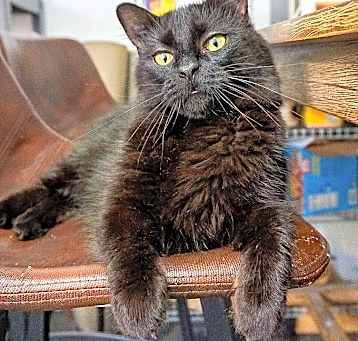 Photo of Luna