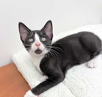 Photo of Tuxie