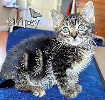 Photo of Stripey