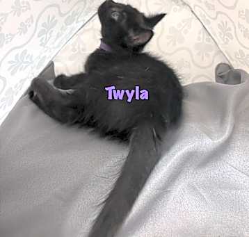 Photo of Twyla Sands