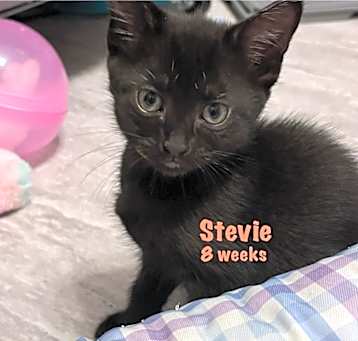 Photo of Stevie Budd