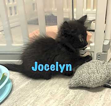 Photo of Jocelyn Schitt