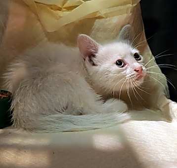 Photo of White sister