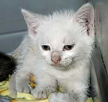 Photo of White brother