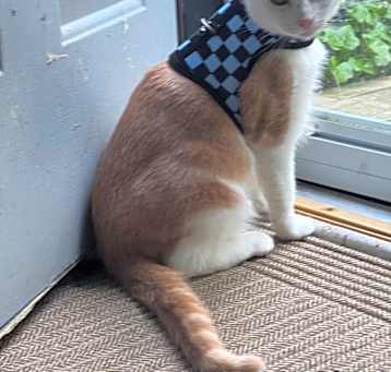 Photo of Nikko