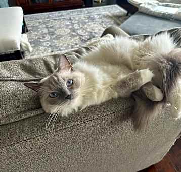 Photo of Lemon