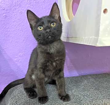 Photo of Cleo