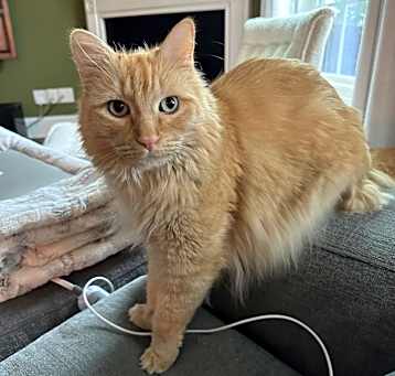 Photo of Cecil