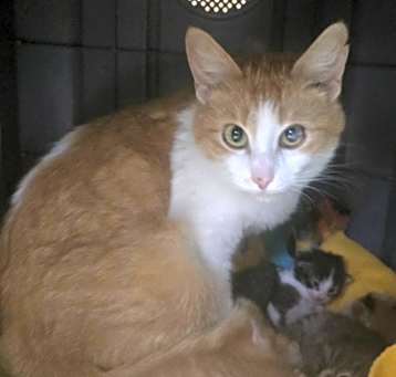 Photo of Peaches