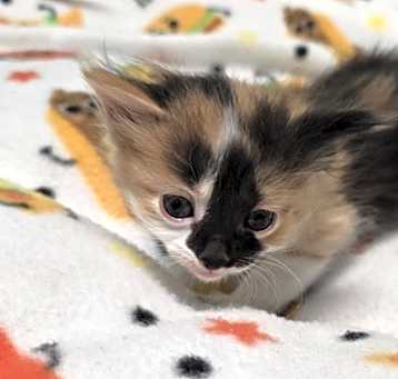 Photo of Plum - PENDING ADOPTION