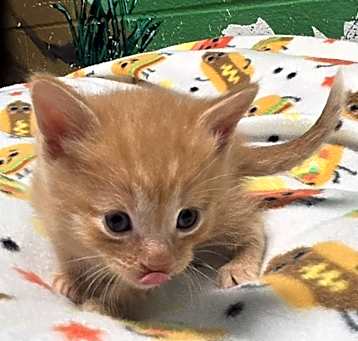 Photo of Mango