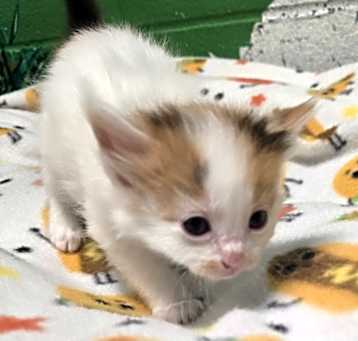 Photo of Pineapple - PENDING ADOPTION