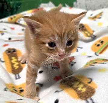 Photo of Cherry - PENDING ADOPTION