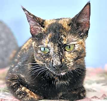 Photo of Stella