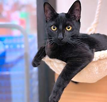 Photo of Mr. Lucky