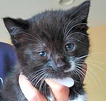 Photo of Lady Grey (White Collar)