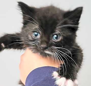 Photo of Earl Grey