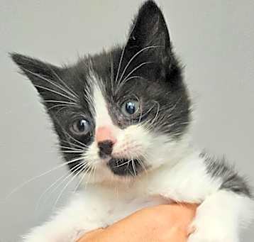 Photo of  Assam (Pink Collar)