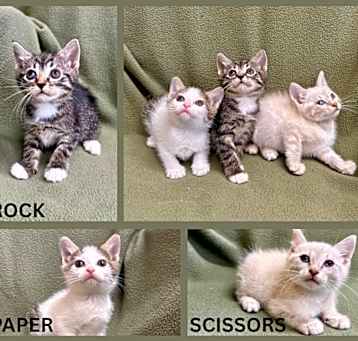 Photo of Paper